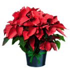 a poinsettia plant